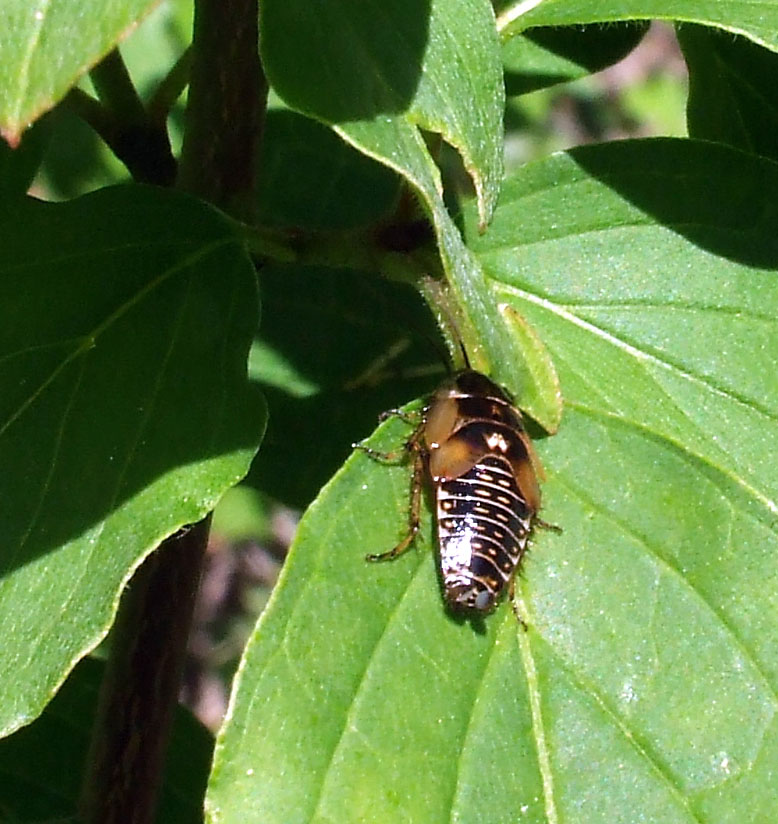 Ectobius sp. (gruppo sylvestris)