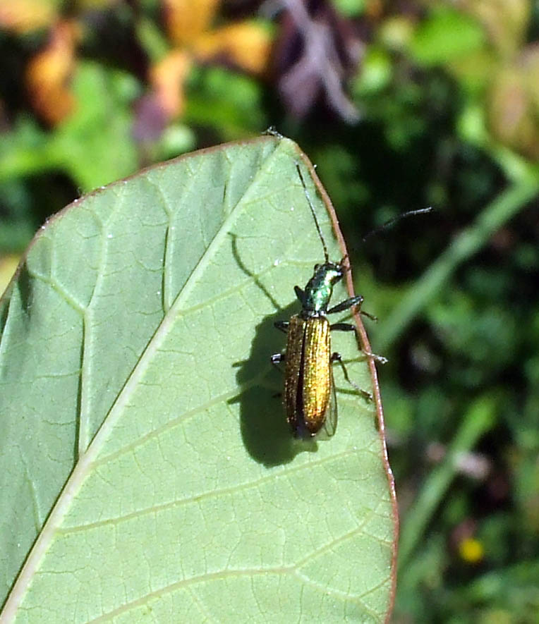 Chrysanthia viridissima (Coleoptera, Oedemeridae)