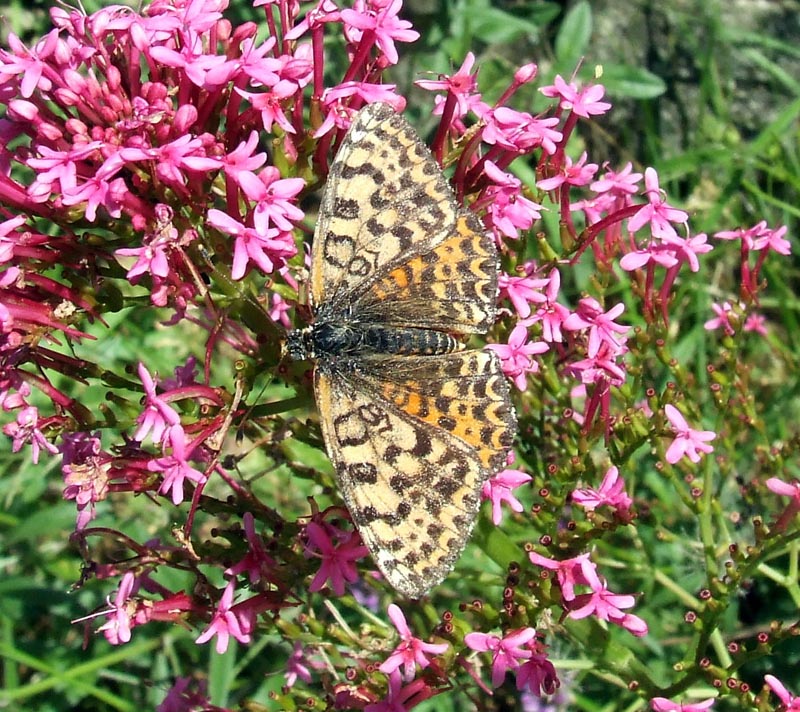 Melitaea didyma