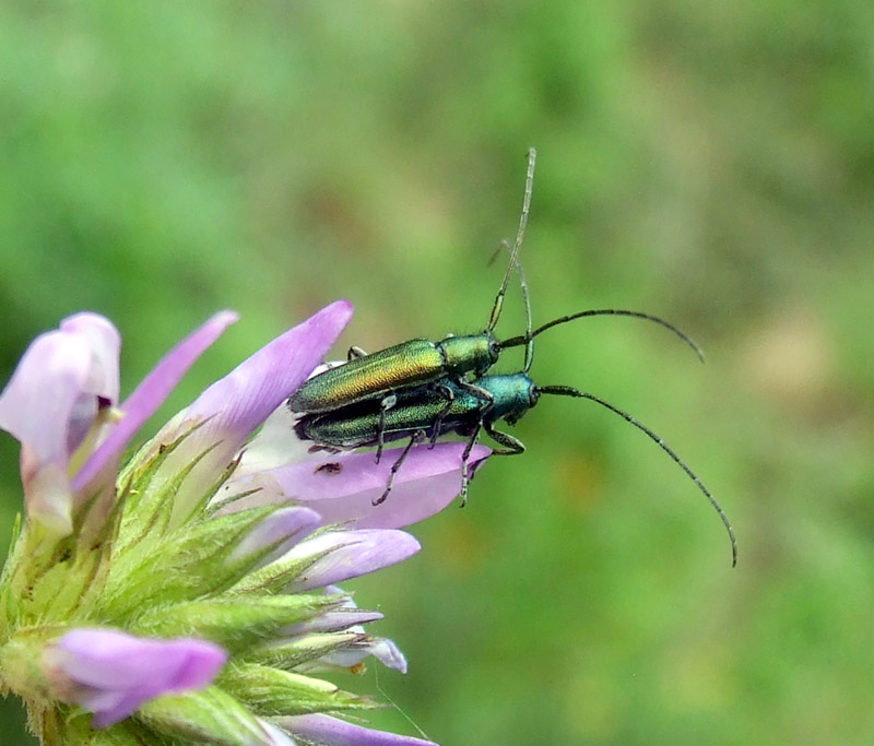 Agapanthia violacea