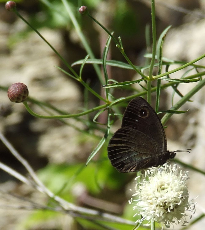 2 farfalle da identificare