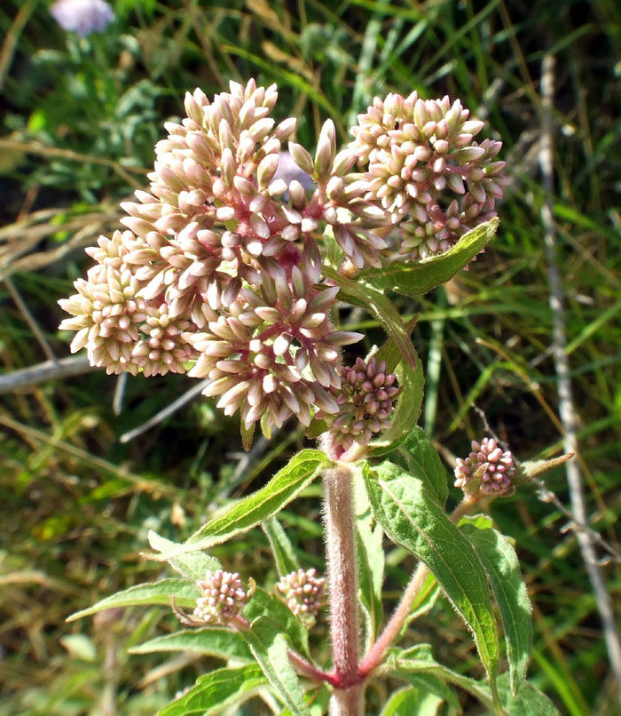 Eupatorium cannabinum / Canapa acquatica