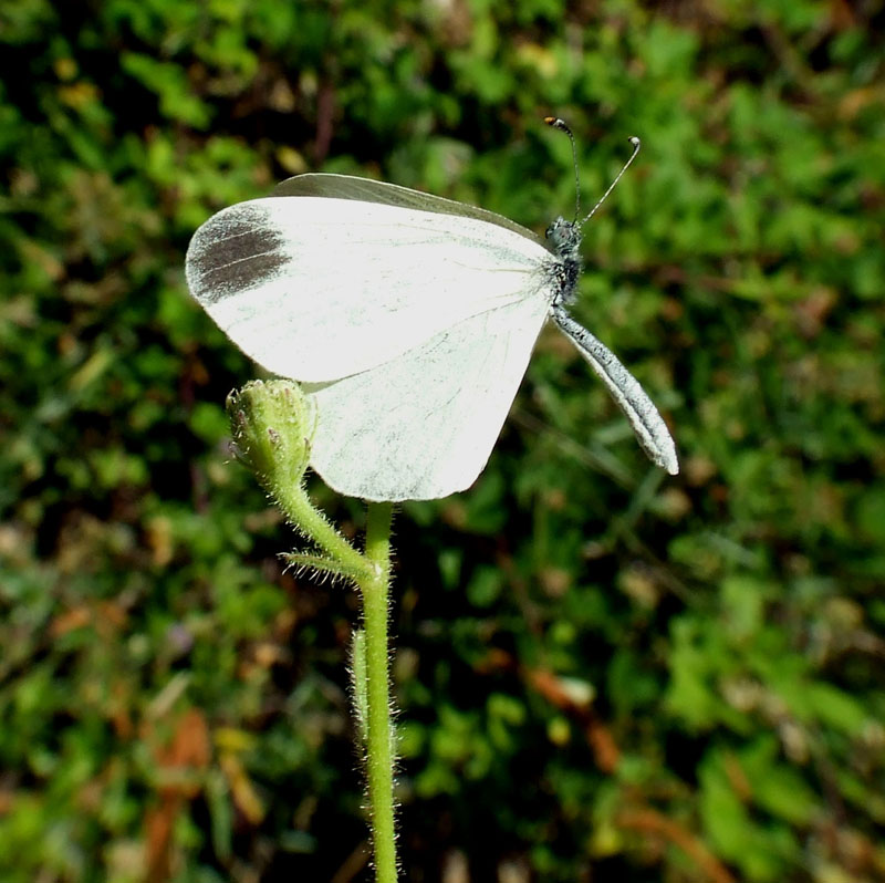 Leptidea sinapis