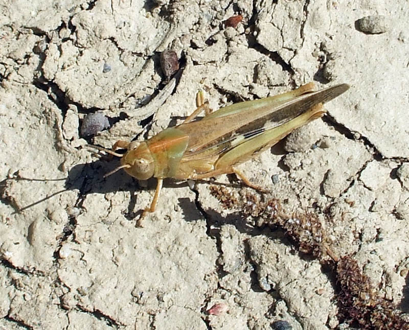 Aiolopus strepens