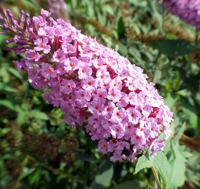 Buddleja davidii / Buddleja