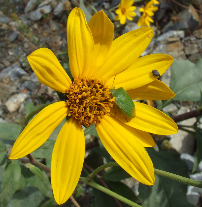 Helianthus tuberosus / Topinambur