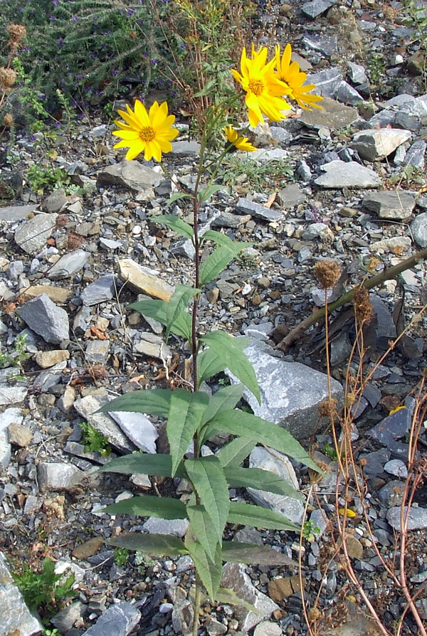 Helianthus tuberosus / Topinambur