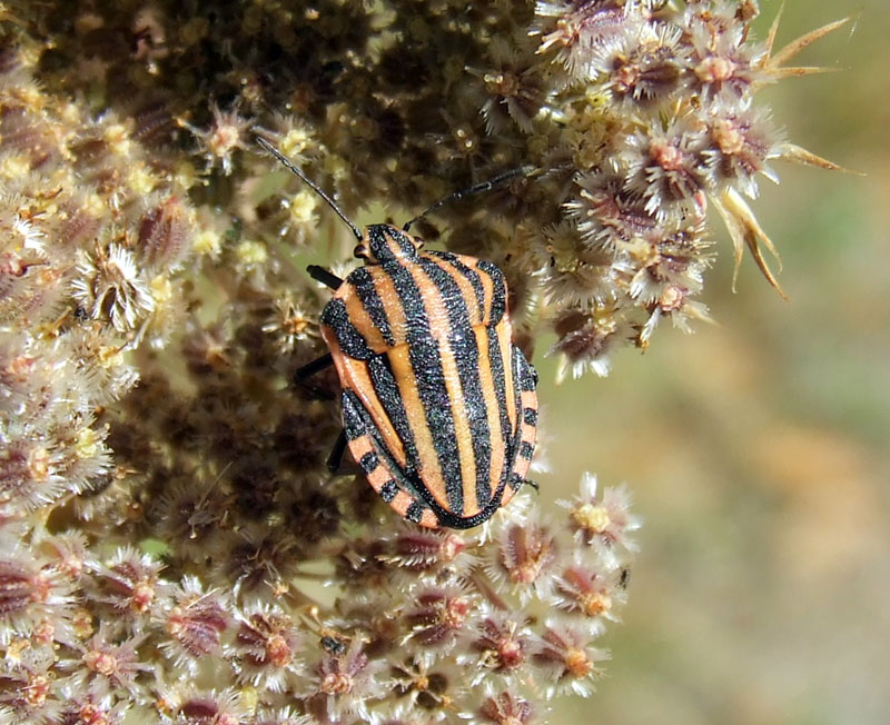 Graphosoma italicum  strano