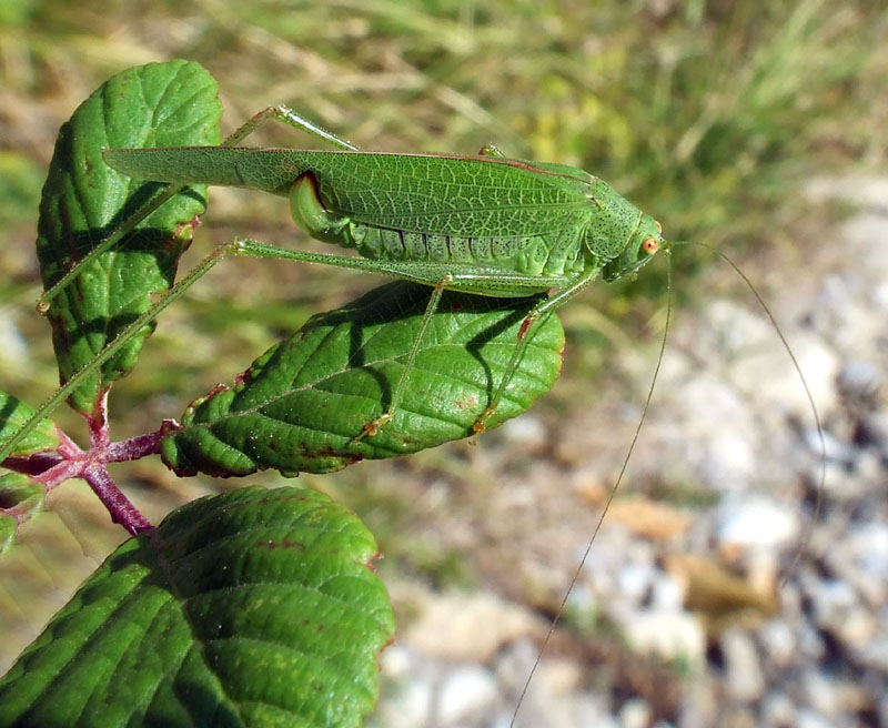 Phaneroptera nana