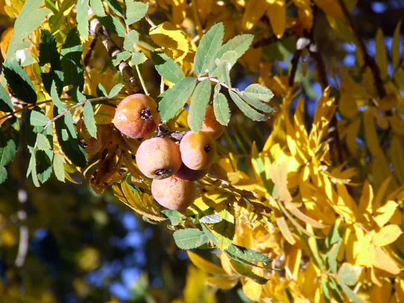Sorbus domestica / Sorbo