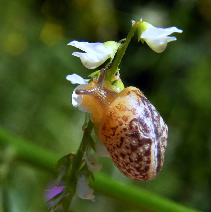 Chiocciola da identificare