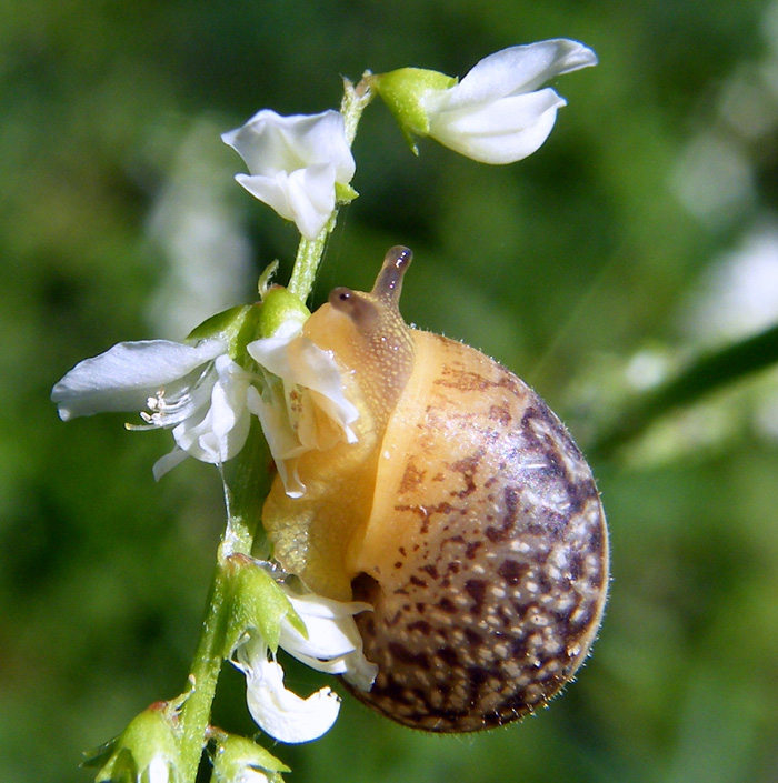 Chiocciola da identificare