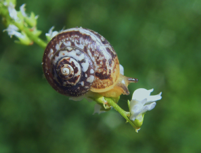 Chiocciola da identificare