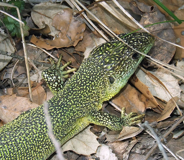 Lacerta bilineata