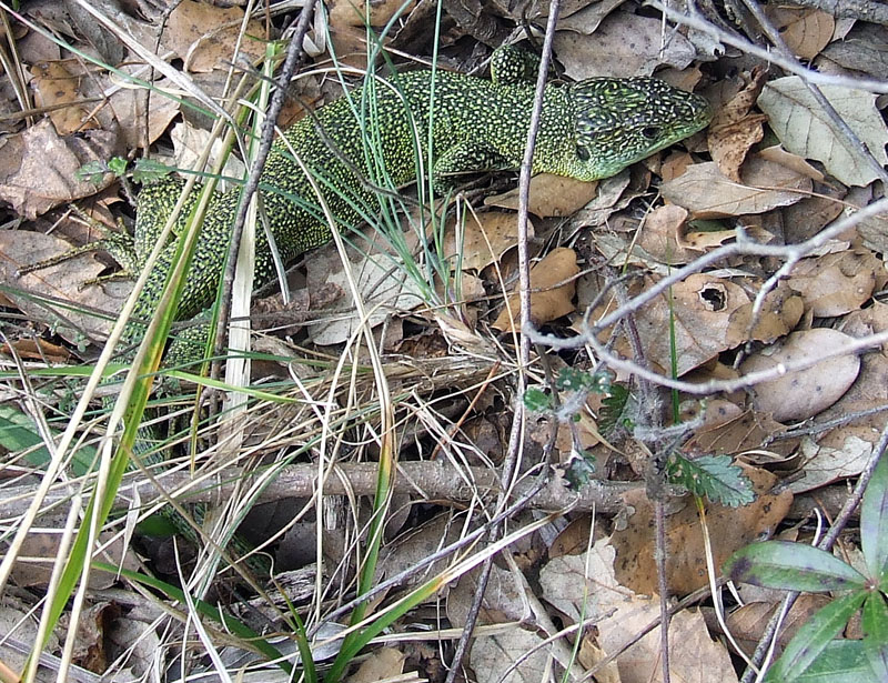 Lacerta bilineata