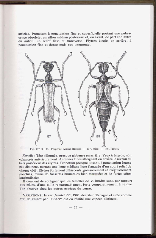 Infestazione Insetto sconosciuto...help us please.