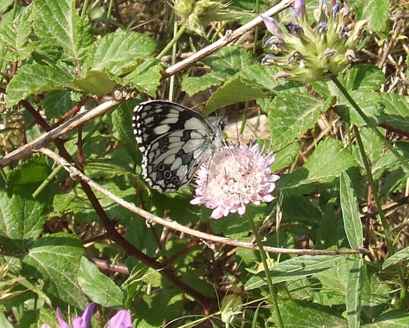 Melanargia galathea