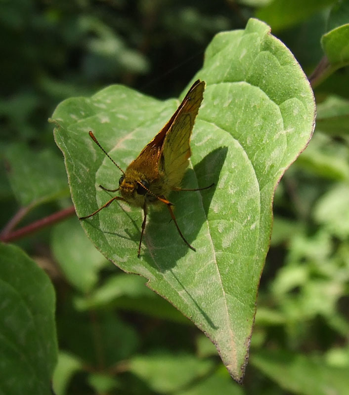 Ochlodes sylvanus