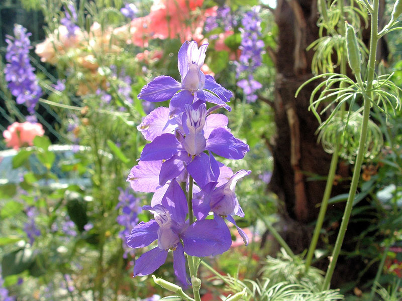 Due fiori, scorso anno - Consolida sp e Campanula rapunculus