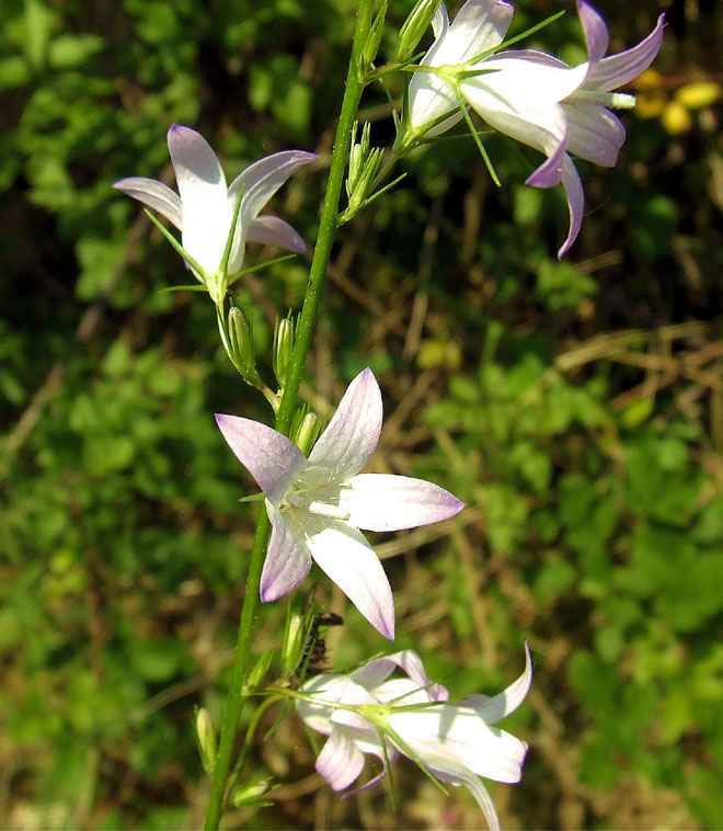 Due fiori, scorso anno - Consolida sp e Campanula rapunculus