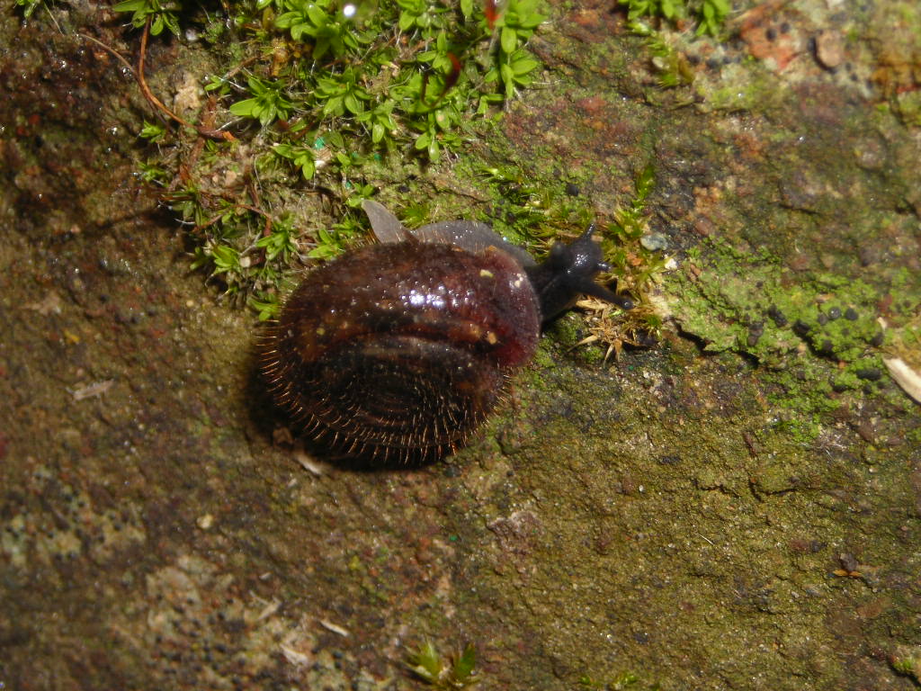 Helicodonta obvoluta