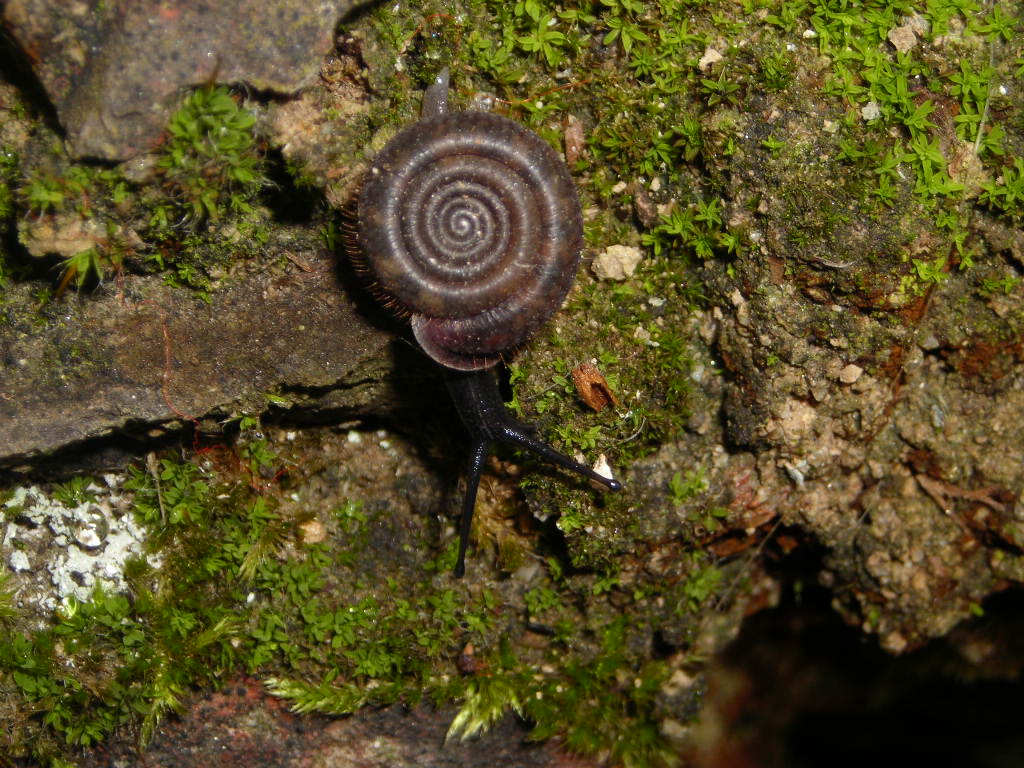 Helicodonta obvoluta