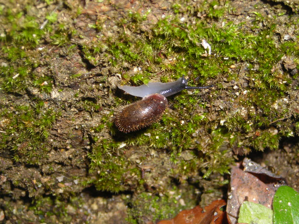 Helicodonta obvoluta