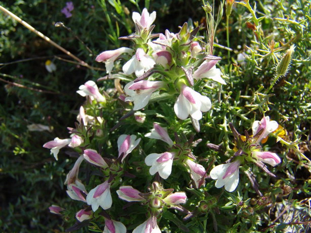 Bartsia trixago (=Bellardia trixago)