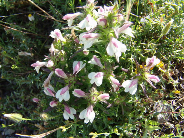 Bartsia trixago (=Bellardia trixago)