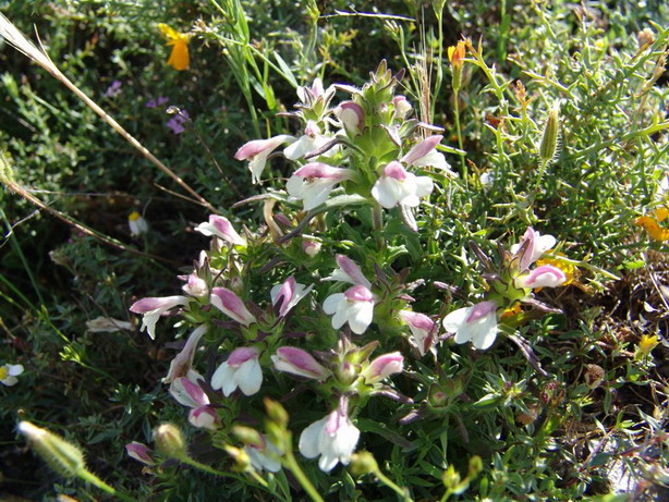 Bartsia trixago (=Bellardia trixago)