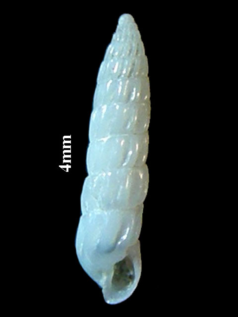 Turbonilla sp.?