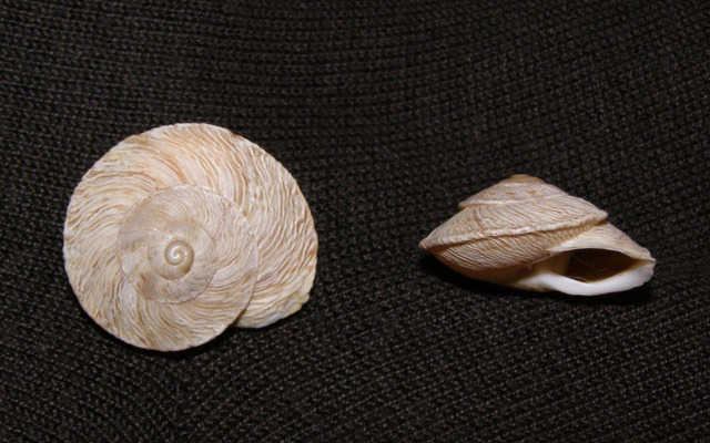 Marmorana (Murella) scabriuscula (Deshayes, 1830)