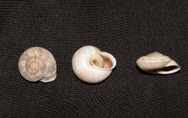 Marmorana (Murella) scabriuscula (Deshayes, 1830)