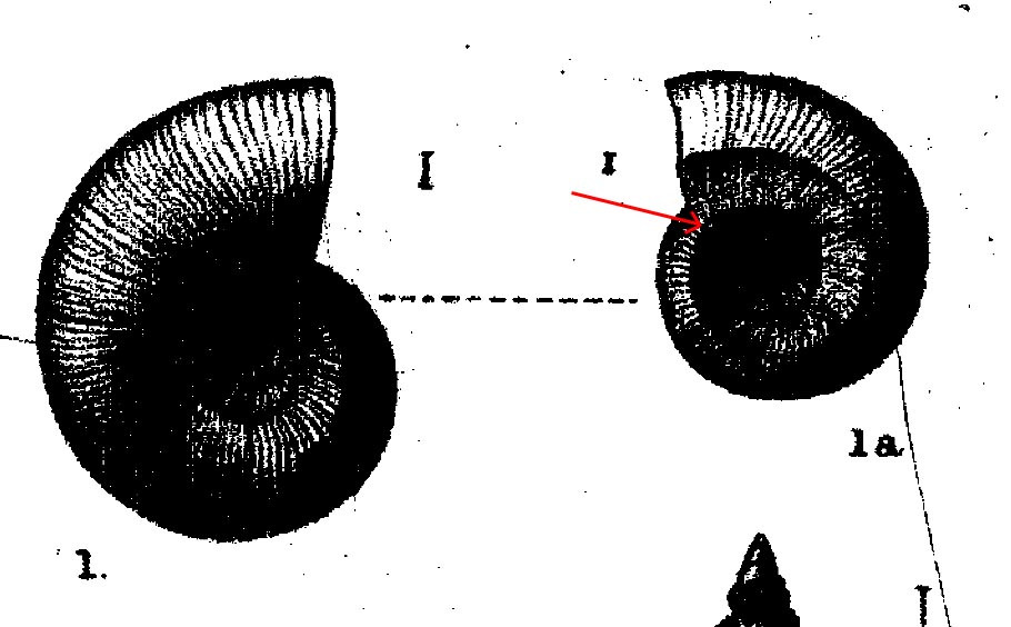 Adeuomphalus ammoniformis