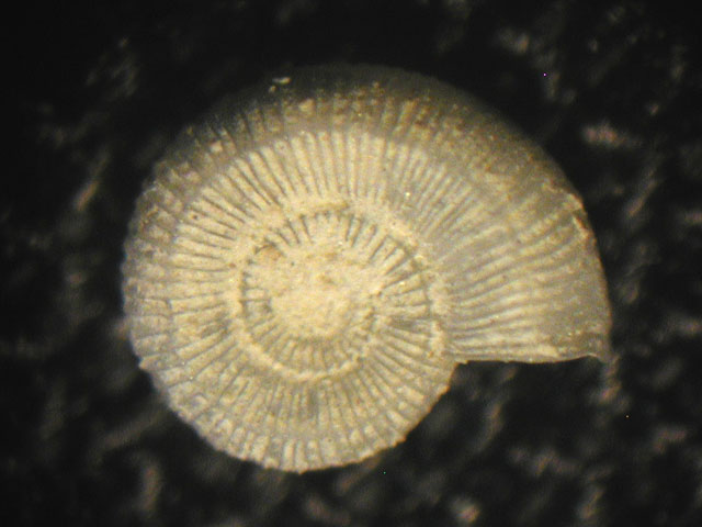 Adeuomphalus ammoniformis