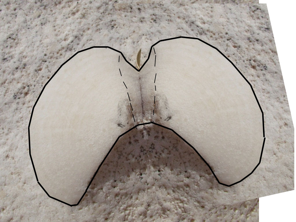 Bivalve da determinare