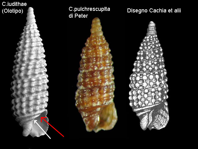 Cerithiopsis iudithae Reitano & Buzzurro, 2006