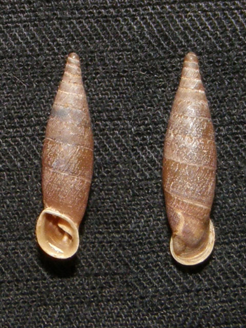 Siciliaria (Siciliaria) septemplicata (Philippi, 1836)