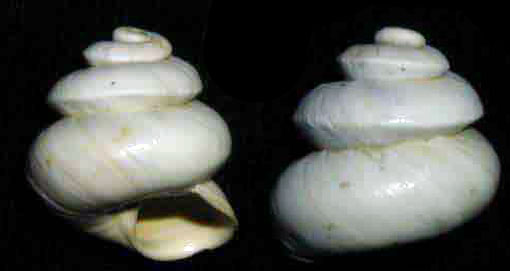 Sphincterochila (Albea) candidissima (Draparnaud, 1801)-Sic.