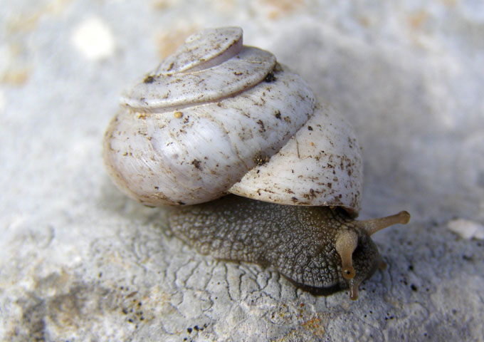 Sphincterochila (Albea) candidissima (Draparnaud, 1801)-Sic.