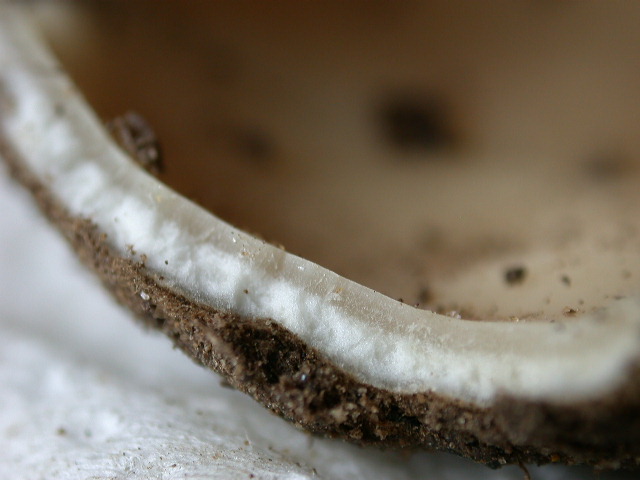 E questo adesso .... QUIZ