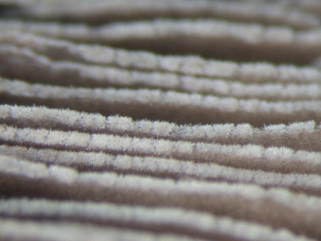 Tre elementi particolari ... QUIZ