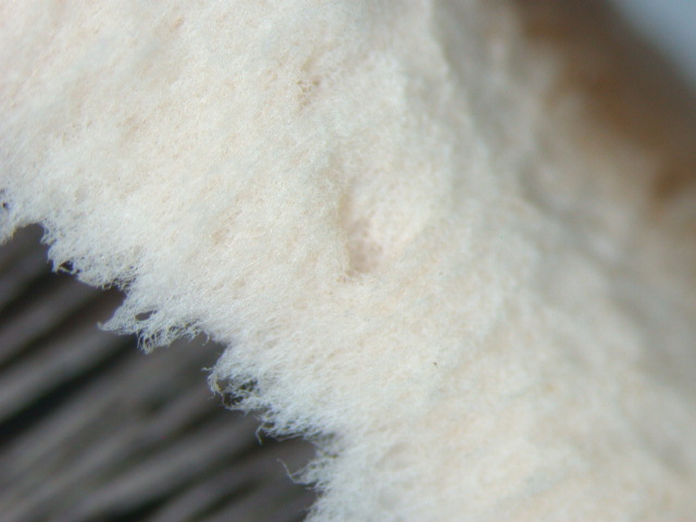 Tre elementi particolari ... QUIZ