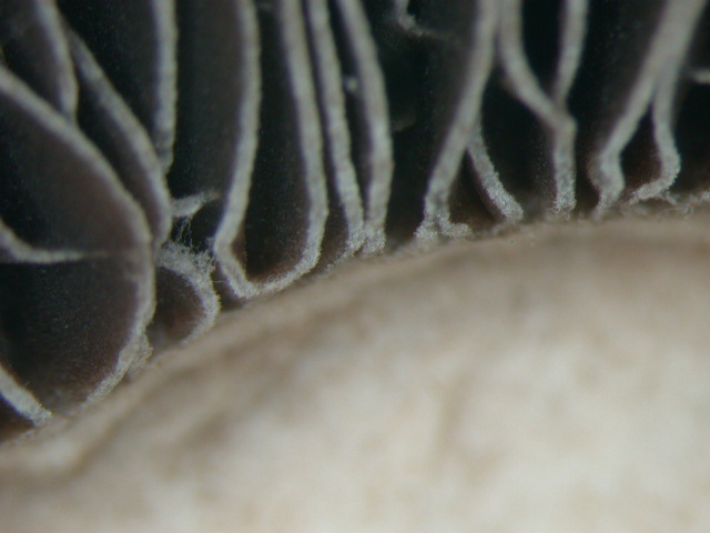 Tre elementi particolari ... QUIZ