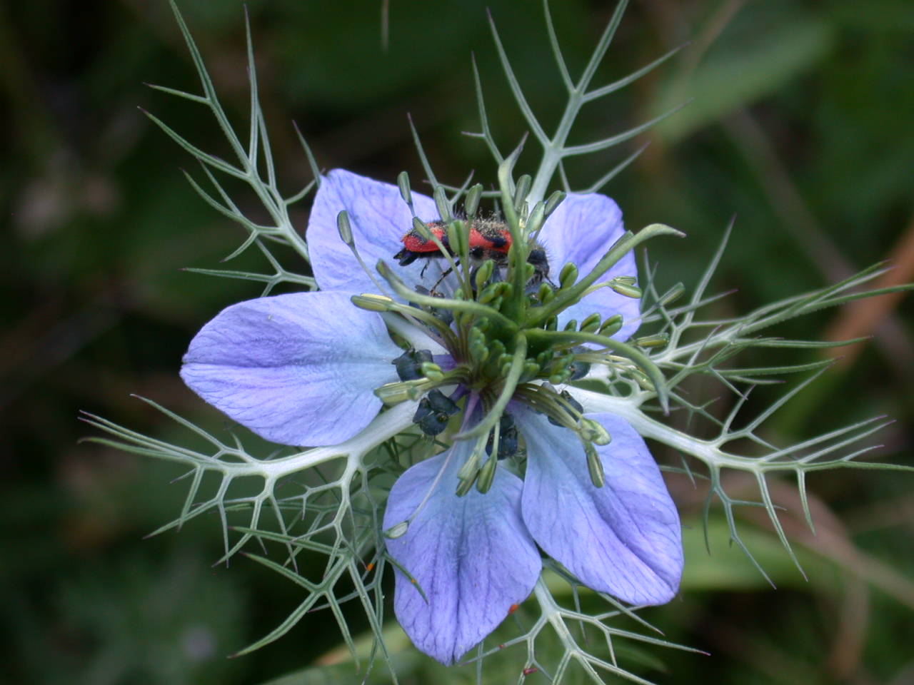 Nigella damascena / Damigella scapigliata