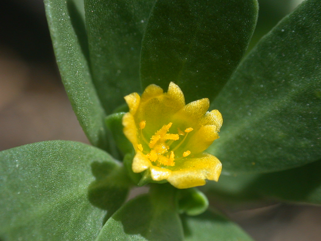 Portulaca oleracea / Porcellana comune