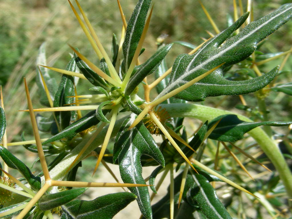 Aculei ... di ? Xanthium spinosum (quiz)