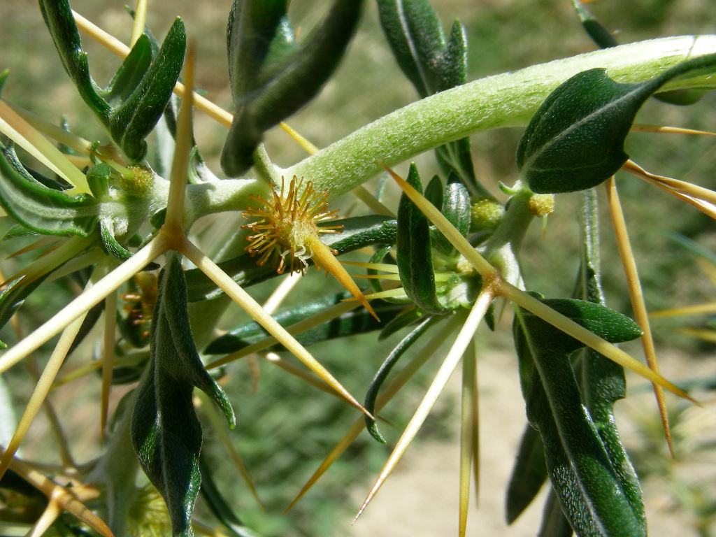 Aculei ... di ? Xanthium spinosum (quiz)