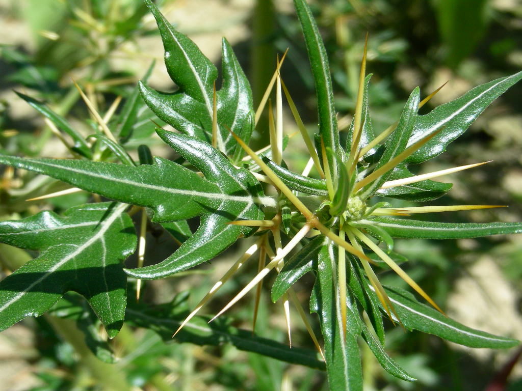 Aculei ... di ? Xanthium spinosum (quiz)