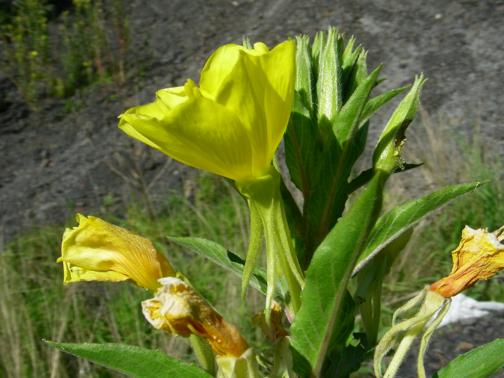 Rapunzia del Sesia Oenothera cfr. biennis